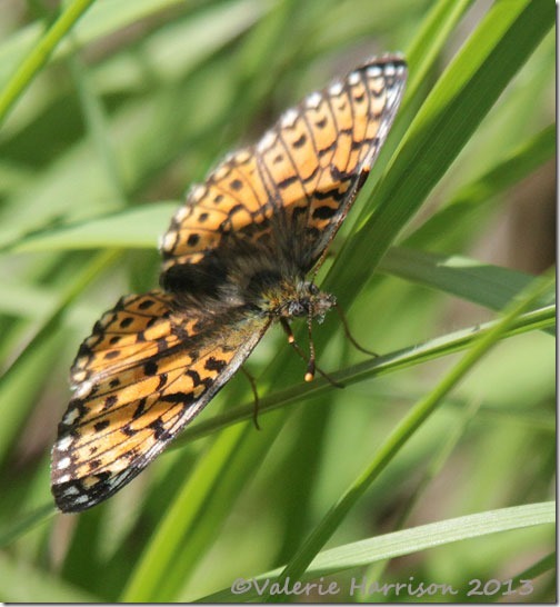 11-small-pearl-bordered-fritillary