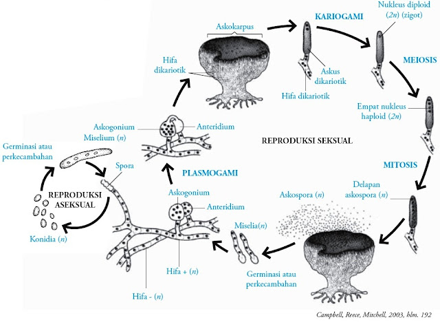Ascomycotina disebut juga sebagai the sac fungi Pintar Pelajaran Ascomycotina : Fungi Pengertian Ciri-ciri Contoh Reproduksi Struktur Sel