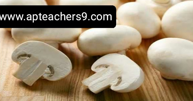 There are many health benefits with mushrooms : పుట్టగొడుగులతో ఎన్నో ఆరోగ్య ప్రయోజనాలు 2022@APTeachers  disadvantages of eating mushroom 10 health benefits of mushrooms mushroom benefits and disadvantages mushroom health benefits mushroom benefits for men is mushroom a vegetable or protein mushroom vitamins mushroom benefits for women 10 health benefits of potatoes potatoes benefits benefits of boiled potatoes side effects of eating too much potatoes medicinal uses of potato benefits of eating potatoes daily potato benefits and side effects vitamins in potatoes fenugreek benefits for females fenugreek capsules benefits fenugreek side effects fenugreek benefits for men fenugreek pills benefits for females fenugreek benefits for hair fenugreek benefits for skin winter foods list top 10 winter foods winter foods in india avoid food in winter season what to eat in winter to keep warm vegetables to eat in winter in india what we eat and drink in winter season healthiest winter foods 7 second trick to prevent heart attack how to stop a heart attack immediately how to stop a heart attack in 30 seconds how to stop a heart attack immediately at home how to prevent heart attack with food how to prevent a heart attack in 10 seconds how to prevent heart attack at night how to prevent heart attack in woman fish is a rich source of benefits of eating fish everyday disadvantages of eating fish advantages and disadvantages of eating fish eating fish benefits for skin side effects of eating fish everyday benefits of eating fish for hair benefits of eating fish for skin and hair best food for diabetes control daily routine for diabetic patient what to eat to keep diabetes under control care of diabetic patient at home suggest ways on how a diabetic person can live a normal life how to get diabetes under control without medication how to keep type 2 diabetes under control how to prevent diabetes how to use carrot for skin whitening carrot extract skin benefits carrot for skin care 10 benefits of carrot for skin carrots skin eating raw carrot benefits for skin carrot juice on face overnight carrot face pack for pigmentation coriander leaf benefits coriander medicinal uses coriander leaves boiled water benefits coriander benefits and side effects coriander benefits for skin benefits of coriander leaves for hair coriander for males how to make coriander water is smoking sugar harmful sugar vs cigarettes deaths is sugar more dangerous than alcohol and tobacco is it harder to quit smoking or sugar similarities between sugar and tobacco it is known to many that for health smoking is but consumption of sugar is equally bad sugar is as bad for you as cigarettes meaning in tamil smoking sugar in a pipe 17 benefits of mustard seed 5 uses of mustard 10 uses of mustard how much mustard should i eat a day benefits of chewing mustard seed mustard seeds side effects dijon mustard health benefits benefits of yellow mustard how much black pepper per day for weight loss how to use black pepper for weight loss lemon and black pepper for weight loss does black pepper help in weight loss cinnamon and black pepper for weight loss curd with black pepper for weight loss how to make black pepper tea for weight loss black pepper weight gain precautions to be taken during winter season how to stay healthy during winter season precautions for winter season in india how to protect your body in winter season winter safety tips for employees safety tips for winter season winter health problems health tips for winter 2021 pumpkin benefits side effects green pumpkin benefits pumpkin seeds benefits for female is pumpkin good for digestion pumpkin benefits for skin is pumpkin good for weight loss how to eat pumpkin benefits of pumpkin soup green peas benefits green peas side effects yellow matar benefits dry matar benefits white matar benefits green peas protein green peas contains benefits of matar in hindi list foods to avoid kidney stones how to dissolve kidney stones list of foods that cause kidney stones how to avoid kidney stones kidney stone diet chart supplements to prevent kidney stones vegetables to avoid for kidney stones what causes kidney stones best time to drink fruit juice in a day best time to drink juice for weight loss best time to drink mosambi juice when is the best time to juice morning or night best time to drink juice for glowing skin best time to drink juice for weight gain best time to drink orange juice in a day what is the best time to drink vegetable juice why does my bottom lip split in the middle dry lips vitamin deficiency cracked lips causes can chapped lips be a sign of something serious chapped lips meaning dry cracked lips that won't heal why are my lips so dry even when i drink water how to cure chapped lips fast winter foods list vegetables to eat in winter in india top 10 winter foods what to eat in winter to keep warm best food to eat in winter in india fruits to avoid in winter avoid food in winter season what we eat and drink in winter season how to protect child from cold weather how to keep your family healthy during winter 5 ways to stay safe in the snow winter health tips for students what to do with baby on cold day safety tips for winter season winter safety tips 2021 wintercare for kids disadvantages of matka water earthen pot water side effects drinking water from clay pot benefits benefits of matka water benefits of matka water for skin how earthen pots help in purifying water how to clean clay pots for drinking water clay pot water ph level how to cure gerd permanently high stomach acid symptoms gerd foods to avoid what fruit is good for acid reflux foods that reduce stomach acid how to get rid of acid reflux in throat fast what to drink for acid reflux 7-day acid reflux diet pdf focal hyperhidrosis how to stop excessive sweating all over body naturally how to stop sweating on face how i cured my hyperhidrosis how to stop sweating underarms naturally how to stop underarm sweating permanently what is excessive sweating a sign of products to stop armpit sweating what comes out during a colon cleanse how to clean out bowels quickly 1 day colon cleanse overnight colon cleanse colon cleanse weight loss results best colon cleanse drink how often should you cleanse your colon colon cleanse pills is taking a bath late at night dangerous late night shower can cause death advantages and disadvantages of taking a bath at night benefits of showering at night vs morning taking a bath at night can cause anemia benefits of showering in the morning can taking a shower at night cause a stroke does taking a bath at night lowers blood pressure what foods help repair kidneys how can i improve my kidney function naturally how to keep kidneys healthy foods to avoid for kidney health healthy kidneys signs how to check your kidney health at home best exercise for kidney health can kidneys heal side effects of drinking cold water disadvantages of drinking cold water in the morning does drinking cold water increase weight effect of cold water on male is cold water bad for your kidneys drinking cold water in the morning on an empty stomach is drinking cold water bad for your heart effect of cold water on bones how to make fenugreek water fenugreek water for hair fenugreek seeds soaked in water overnight side effects how to drink fenugreek water fenugreek water for weight loss fenugreek water side effects fenugreek water for periods boiled fenugreek water benefits  hair loss treatment which vitamin deficiency causes hair loss hair loss causes best hair loss treatment female hair loss treatment reason of hair fall in female hair loss women hair fall reasons in male mediterranean diet recipes mediterranean diet food list mediterranean diet 7-day meal plan pdf mediterranean diet weight loss how to start mediterranean diet mediterranean diet breakfast mediterranean diet pdf mediterranean diet for men black rice benefits black rice in india black rice side effects black rice price black rice recipe black rice near me black rice calories black rice protein organ donation time limit after death organ donation registration organ donation registration india 3 reasons why organ donation is important organ donation india how to donate organs after death organ donation rules reasons why you shouldn't be an organ donor Keto diet plan free PDF 7-day keto meal plan pdf Keto diet plan Indian Women's keto diet plan free Keto food list Female keto diet plan PDF 30 day ketogenic diet plan pdf free Keto diet plan for beginners Epileptic seizure Epilepsy attack Epilepsy definition Can epilepsy be cured Types of epilepsy Epilepsy cause Types of epilepsy and symptoms Fits disease what is the most important vitamin for your body daily intake of vitamins and minerals chart types of vitamins and their functions what vitamins do i need daily what are vitamins what are the 13 types of vitamins essential vitamins and minerals what are essential vitamins how to use a cooler as a fridge can we use air cooler without water how to use air cooler with water how to use air cooler in closed room how to use air cooler effectively uses of air cooler air cooler hacks how to use air cooler with ice how long is water safe in plastic bottles? Side effects of drinking water in plastic bottles which plastic bottles are safe for drinking water? Harmful effects of plastic water bottles on humans How to avoid drinking water from plastic bottles Plastic bottle poisoning symptoms How many times can you reuse a plastic water bottle Why you should not reuse plastic water bottles benefits of squeezing lemon on food what happens when you drink lemon water for 7 days disadvantages of drinking lemon water daily side effects of lemon for female what are the benefits of drinking lemon water benefits of lemon lemon side effects lemon benefits and side effects coconut water benefits for female benefits of drinking coconut water daily coconut water side effects drinking coconut water for 7 days benefits of coconut water for skin what happens if i drink coconut water everyday benefits of drinking coconut water empty stomach Disadvantages of storing water in copper vessel How much copper water to drink per day Copper water bottle poisoning Copper water benefits for skin whitening Pros and cons of drinking copper water Benefits of copper water Copper water Bottle Benefits of copper water Ayurveda 10 reasons to wake up in the morning 10 benefits of early rising what is the best time to wake up early in the morning why should we wake up early in the morning benefits of waking up early in the morning essay benefits of waking up before sunrise disadvantages of waking up early scientific benefits of waking up early fermented rice side effects pazhankanji side effects is fermented rice water acidic or alkaline fermented rice for weight gain fermented rice benefits benefits of eating rice in the morning fermented rice with curd benefits fermented rice for acid reflux taati munjalu in english taati munjalu season ice apple benefits taati munjalu near me taati munjalu during pregnancy taati munjalu in hindi taati munjalu in telugu ice apple benefits and side effects how to lose weight in 7 days fastest way to lose weight for woman how to lose weight naturally how to lose weight fast weight loss tips extreme weight loss methods weight loss tips at home how to lose weight in a week skin care tips in summer at home summer night skin care routine top 10 skin care tips for summer summer skin care routine summer skin care routine for teenage girl skin care tips for summer in india summer skin care products how to take care of oily skin in summer naturally why do mosquitoes bite me and not my husband how to be less attractive to mosquitoes mosquitoes don't bite cancer why do mosquitoes like type o blood why do i get so many mosquito bites on my legs are mosquitoes attracted to carbon dioxide why are mosquitoes attracted to me why do mosquitoes bite ankles pumpkin benefits side effects benefits of pumpkin soup is pumpkin good for digestion pumpkin benefits for skin benefits of green pumpkin is pumpkin good for weight loss pumpkin seeds benefits for female how to eat pumpkin benefits of sugarcane sexually sugarcane juice benefits for female sugarcane juice benefits and disadvantages benefits of sugarcane juice sugarcane juice is heat or cold for body benefits of sugarcane to woman sugarcane juice disadvantages benefits of sugarcane juice for weight loss side effects of tea on bones is green tea harmful for bones what kind of tea is good for osteoporosis is black tea good for bones tea and calcium absorption tea and osteoporosis is ginger tea good for osteoporosis green tea and calcium absorption spiritual benefits of walking barefoot 5 health benefits of walking barefoot benefits of walking barefoot on earth disadvantages of walking barefoot benefits of walking barefoot at home walking barefoot meaning benefits of walking barefoot on grass in the morning effects of walking barefoot on cold floor why hot food items should not be packed in polythene bags effects of eating high temperature food hot food in polythene bags 2 ways to never cool food hot food in plastic bags can cause cancer what happens if you drink hot and cold at the same time proper cooling methods for food what are three safe methods for cooling food? benefits of eating porridge everyday porridge benefits for skin benefits of eating porridge in the morning i ate oatmeal every morning for a month-here's what happened disadvantages of eating oats benefits of porridge for weight loss benefits of oats with milk benefits of eating porridge at night is taking a bath late at night dangerous bathing at night benefits taking a bath at night can cause anemia late night shower can cause death best time to bath at night advantages and disadvantages of taking a bath at night benefits of warm bath at night taking a bath at night is not good for your health brainly describe how we can keep ourselves fit and healthy simple health tips 10 tips for good health 100 health tips natural health tips health tips for adults health tips 2021 health tips of the day simple health tips for everyday living healthy tips simple health tips for students 100 simple health tips healthy lifestyle tips health tip of the week simple health tips for everyone simple health tips for everyday living 10 tips for a healthy lifestyle pdf 20 ways to stay healthy 5-minute health tips 100 health tips in hindi simple health tips for everyone 100 health tips pdf 100 health tips in tamil 5 tips to improve health natural health tips for weight loss natural health tips in hindi simple health tips for everyday living 100 health tips in hindi health in hindi daily health tips 10 tips for good health how to keep healthy body 20 health tips for 2021 health tips 2022 mental health tips 2021 heart health tips 2021 health and wellness tips 2021 health tips of the day for students fun health tips of the day mental health tips of the day healthy lifestyle tips for students health tips for women simple health tips 10 tips for good health 100 health tips healthy tips in hindi natural health tips health tips for students simple health tips for everyday living health tip of the week healthy tips for school students health tips for primary school students health tips for students pdf daily health tips for school students health tips for students during online classes mental health tips for students simple health tips for everyone health tips for covid-19 healthy lifestyle tips for students 10 tips for a healthy lifestyle healthy lifestyle facts healthy tips 10 tips for good health simple health tips health tips 2021 health tips natural health tips 100 health tips health tips for students simple health tips for everyday living 6 basic rules for good health 10 ways to keep your body healthy health tips for students simple health tips for everyone 5 steps to a healthy lifestyle maintaining a healthy lifestyle healthy lifestyle guidelines includes simple health tips for everyday living healthy lifestyle tips for students healthy lifestyle examples 10 ways to stay healthy 100 health tips 5 ways to stay healthy 10 ways to stay healthy and fit simple health tips simple health tips for everyday living health tips for students health tips in hindi beauty tips health tips for women health tips bangla health tips for young ladies 10 best health tips female reproductive health tips women's day health tips health tips in kannada women's health tips for heart, mind and body women's health tips for losing weight healthy woman body beauty tips at home beauty tips natural beauty tips for face beauty tips for girls beauty tips for skin beauty tips of the day top 10 beauty tips beauty tips hindi health tips for school students health tips for students during exams five ways of maintaining good health 10 ways to stay healthy at home ways to keep fit and healthy 6 tips to stay fit and healthy how to stay fit and healthy at home 20 ways to stay healthy ways to keep fit and healthy essay 5 ways to stay healthy essay 10 ways to stay healthy at home write five points to keep yourself healthy 5 ways to stay healthy during quarantine 10 tips for a healthy lifestyle healthy lifestyle essay unhealthy lifestyle examples 5 steps to a healthy lifestyle healthy lifestyle article for students talk about healthy lifestyle healthy lifestyle benefits healthy lifestyle for students in school healthy tips for school students importance of healthy lifestyle for students health tips for students during online classes health tips for students pdf health and wellness for students healthy lifestyle for students essay healthy lifestyle article for students 10 ways to stay healthy and fit ways to keep fit and healthy essay 6 tips to stay fit and healthy how to stay fit and healthy at home what are the best ways for students to stay fit and healthy how to keep body fit and strong on the basis of the picture given below,  how to be fit in 1 week write 10 rules for good health golden rules for good health health rules most important things you can do for your health how to keep your body healthy and strong five ways of maintaining good health mental health tips 2022 top 10 tips to maintain your mental health mental health tips for students self-care tips for mental health mental health 2022 fun activities to improve mental health 10 ways to prevent mental illness how to be mentally healthy and happy world heart day theme 2021 world heart day 2021 health tips news world heart day wikipedia world heart day 2020 world heart day pictures world heart day theme 2020 happy heart day 5 ways to prevent covid-19 best food for covid-19 recovery 10 ways to prevent covid-19 covid-19 health and safety protocols precautions to be taken for covid-19 covid-19 diet plan pdf safety measures after covid-19 precautions for covid-19 patient at home how to keep reproductive system healthy 10 ways in keeping the reproductive organs clean and healthy why is it important to keep your reproductive system healthy how to take care of your reproductive system male what are the proper ways of taking care of the female reproductive organs male ways of taking care of reproductive system ppt taking care of reproductive system grade 5 prevention of reproductive system diseases proper ways of taking care of the reproductive organs ways of taking care of reproductive system ppt how to take care of reproductive system male what are the proper ways of taking care of the female reproductive organs care of male and female reproductive organs? why is it important to take care of the reproductive organs the following are health habits to keep the reproductive organs healthy which one is care of male and female reproductive organs? what are the proper ways of taking care of the female reproductive organs ways of taking care of reproductive system ppt ways to take care of your reproductive system why is it important to take care of the reproductive organs taking care of reproductive system grade 5 how to take care of your reproductive system poster what are the proper ways of taking care of the female reproductive organs taking care of reproductive system grade 5 what are the proper ways of taking care of the male reproductive organs care of male and female reproductive organs? female reproductive system - ppt presentation female reproductive system ppt pdf reproductive system ppt anatomy and physiology reproductive system ppt grade 5 talk about healthy lifestyle cue card importance of healthy lifestyle importance of healthy lifestyle speech what is healthy lifestyle essay healthy lifestyle habits my healthy lifestyle healthy lifestyle essay 100 words healthy lifestyle short essay healthy lifestyle essay 150 words healthy lifestyle essay pdf benefits of a healthy lifestyle essay healthy lifestyle essay 500 words healthy lifestyle essay 250 words  precautions to be taken during winter season precautions to be taken for cold cold weather precautions for home how to stay healthy during winter season how to protect your body in winter season what things should we keep in mind to stay healthy in the winter  safety tips for winter season in india how to take care of yourself during winter seasonal diseases list seasonal diseases in india seasonal diseases and precautions seasonal diseases in telugu seasonal diseases in india pdf seasonal diseases pdf 4 seasonal diseases rainy season diseases and prevention 10 things not to do after eating i ate too much and now i want to vomit how to ease your stomach after eating too much how to digest faster after a heavy meal what to do after overeating at night how to detox after eating too much i ate too much today will i gain weight i don't feel good after i eat calcium fruits for bones fruits for bone strength how to increase bone strength naturally bone strengthening foods how to increase bone calcium best fruit juice for bones calcium-rich foods for bones vitamins for strong bones and joints black pepper uses and benefits how much black pepper per day benefits of eating black pepper empty stomach black pepper with hot water benefits side effects of black pepper benefits of black pepper and honey pepper benefits turmeric with black pepper benefits how to protect eyes from mobile screen naturally how to protect eyes from mobile screen during online classes glasses to protect eyes from mobile screen how to protect eyes from mobile and computer 5 ways to protect your eyes best eye protection mobile phone glasses to protect eyes from mobile screen flipkart how to protect eyes from computer screen can you die from eating too many almonds how many is too many almonds i eat 100 almonds a day symptoms of eating too many almonds almond skin dangers how many almonds should i eat a day why are roasted almonds bad for you how many almonds to eat per day for good skin amla for skin whitening amla for skin pigmentation how to use amla for skin can i apply amla juice on face overnight how to use amla powder for skin whitening amla face pack for pigmentation how to make amla juice for skin best amla juice for skin best n95 mask for covid n95 mask with filter n95 mask reusable best mask for covid where to buy n95 mask n95 mask price 3m n95 mask kn95 vs n95 how many dates to eat per day dates benefits sexually dates benefits for sperm benefits of dates for men benefits of khajoor for skin dates benefits for skin is dates good for cold and cough benefits of dates for womens how to cook mulberry leaves mulberry benefits mulberry leaves benefits for hair mulberry benefits for skin when to harvest mulberry leaves mulberry leaf extract benefits mulberry leaf tea benefits mulberry fruit side effects are recovered persons with persistent positive test of covid-19 infectious to others? if someone in your house has covid will you get it do i still need to quarantine for 14 days if i was around someone who has covid-19? how long will you test positive for covid after recovery what do i do if i’ve been exposed to someone who tested positive for covid-19? how long does coronavirus last in your system how long should i stay in home isolation if i have the coronavirus disease? positive covid test after recovery how to make coriander water can we drink coriander water at night how to make coriander water for weight loss coriander seed water side effects how to make coriander seeds water how to make coriander seeds water for thyroid coriander water for thyroid coriander leaves boiled water benefits 10 points on harmful effects of plastic 5 harmful effects of plastic harmful effects of plastic on environment harmful effects of plastic on environment in points how is plastic harmful to humans harmful effects of plastic on environment pdf single-use plastic effects on environment brinjal benefits and side effects disadvantages of brinjal brinjal benefits for skin brinjal benefits ayurveda brinjal benefits for diabetes uses of brinjal green brinjal benefits brinjal vitamins 10 ways to keep your heart healthy 5 ways to keep your heart healthy 13 rules for a healthy heart 20 ways to keep your heart healthy how to keep heart-healthy and strong heart-healthy foods heart-healthy lifestyle healthy heart symptoms daily massage with mustard oil mustard oil disadvantages benefits of mustard oil for skin why mustard oil is not banned in india benefits of mustard oil massage on feet benefits of mustard oil in cooking mustard oil massage benefits mustard oil benefits for brain side effects of mint leaves lungs cleaning treatment benefits of drinking mint water in morning mint leaves steam for face lungs cleaning treatment for smokers benefits of mint leaves how to use ginger for lungs how to clean lungs in 3 days Carrot juice benefits in telugu 17 benefits of mustard seed 5 uses of mustard 10 uses of mustard how much mustard should i eat a day mustard seeds side effects benefits of chewing mustard seed dijon mustard health benefits is mustard good for your stomach Benefits of Vaseline on face Vaseline on face overnight before and after Vaseline petroleum jelly for skin whitening 100 uses for Vaseline Does Blue Seal Vaseline lighten the skin Vaseline uses for skin 19 unusual uses for Vaseline Effect of petroleum jelly on lips barley pests and diseases how to use barley for diabetes diseases of barley ppt how to use barley powder barley benefits and side effects barley disease control barley diseases integrated pest management of barley how to sleep better at night naturally good sleep habits food for good sleep tips on how to sleep through the night how to get a good night sleep and wake up refreshed how to sleep fast in 5 minutes how to sleep through the night without waking up how to sleep peacefully without thinking how to use turmeric to boost immune system turmeric immune booster recipe turmeric immune booster shot raw turmeric vs powder 10 serious side effects of turmeric raw turmeric powder best time to eat raw turmeric raw turmeric benefits for liver best antibiotic for cough and cold name of antibiotics for cough and cold best medicine for cold and cough best antibiotic for cold and cough for child best tablet for cough and cold in india best cold medicine for runny nose cold and cough medicine for adults best cold and flu medicine for adults moringa leaf powder benefits what happens when you drink moringa everyday? side effects of moringa list of 300 diseases moringa cures pdf how to use moringa leaves what sickness can moringa cure how long does it take for moringa to start working can moringa cure chest pain how to use aloe vera to lose weight rubbing aloe vera on stomach how to prepare aloe vera juice for weight loss best time to drink aloe vera juice for weight loss how to use forever aloe vera gel for weight loss aloe vera juice weight loss stories how much aloe vera juice to drink daily for weight loss benefits of eating oranges everyday benefits of eating oranges for skin benefits of eating orange at night orange benefits and side effects benefits of eating orange in empty stomach orange benefits for men how many oranges a day to lose weight how many oranges should i eat a day is orthostatic hypotension dangerous orthostatic hypotension symptoms causes of orthostatic hypotension orthostatic hypotension in 20s orthostatic hypotension treatment orthostatic hypotension test how to prevent orthostatic hypotension orthostatic hypotension treatment in elderly what will happen if we drink dirty water for class 1 what are the diseases associated with water? which water is safe for drinking dangers of tap water 5 dangers of drinking bad water what happens if you drink contaminated water what to do if you drink contaminated water 5 ways to make water safe for drinking how long before bed should you turn off electronics side effects of using phone at night does screen time affect sleep in adults sleeping with phone near head why you shouldn't use your phone before bed screen time before bed research adults screen time doesn't affect sleep using phone at night bad for eyes how many tulsi leaves should be eaten in a day how to cure high blood pressure in 3 minutes tulsi leaves side effects tricks to lower blood pressure instantly what happens if we eat tulsi leaves daily high blood pressure foods to avoid what to drink to lower blood pressure quickly how to consume tulsi leaves why am i sleeping too much all of a sudden i sleep 12 hours a day what is wrong with me oversleeping symptoms causes of oversleeping how to recover from sleeping too much oversleeping effects is 9 hours of sleep too much why am i suddenly sleeping for 10 hours side effects of eating raw curry leaves how many curry leaves to eat per day benefits of curry leaves for hair curry leaves health benefits benefits of curry leaves boiled water curry leaves benefits and side effects how to eat curry leaves curry leaves benefits for uterus side effects of drinking cold water symptoms of drinking too much water does drinking cold water cause cold drinking cold water in the morning on an empty stomach does drinking cold water increase weight disadvantages of drinking cold water in the morning is drinking cold water bad for your heart effect of cold water on bones food for strong bones and muscles indian food for strong bones and muscles list five foods you can eat to build strong, healthy bones. medicine for strong bones and joints 2 factors that keep bones healthy Top 10 health benefits of dates Health benefits of dates Dry dates benefits for male Soaked dates benefits Dry dates benefits for female silver water benefits how much colloidal silver to purify water silver in water purification silver in drinking water health benefit of drinking hard water what is silver water silver ion water purifier colloidal silver poisoning how i cured my lower back pain at home how to relieve back pain fast how to cure back pain fast at home back pain home remedies drink how to cure upper back pain fast at home female lower back pain treatment what is the best medicine for lower back pain? one stretch to relieve back pain side effects of drinking salt water why is drinking salt water harmful benefits of drinking warm water with salt in the morning benefits of drinking salt water salt water flush didn't make me poop himalayan salt detox side effects when to eat after salt water flush 10 uses of salt water side effects of carbonated drinks harmful effects of soft drinks wikipedia disadvantages of soft drinks in points drinking too much pepsi symptoms drinking too much coke side effects effects of carbonated drinks on the body side effects of drinking coca-cola everyday harmful effects of soft drinks on human body pdf what happens if you don't breastfeed your baby baby feeding mother milk breastfeeding mother 14 risks of formula feeding is bottle feeding safe for newborn baby negative effects of formula feeding are formula-fed babies healthy breastfeeding vs bottle feeding breast milk what is the best cream for deep wrinkles around the mouth best anti aging cream 2021 scientifically proven anti aging products best anti aging cream for 40s what is the best wrinkle cream on the market? best anti aging cream for 30s best treatment for wrinkles on face best anti aging skin care products for 50s carbonated soft drinks market demand for soft drinks trends in carbonated soft drink industry carbonated soft drink market in india cold drink sales statistics soft drink sales 2021 soda industry market share of soft drinks in india 2021 how much tomato to eat per day 10 benefits of tomato eating tomato everyday benefits benefits of eating raw tomatoes in the morning disadvantages of eating tomatoes why are tomatoes bad for your gut eating tomato everyday for skin disadvantages of eating raw tomatoes green peas benefits for skin green peas benefits for weight loss green peas side effects green peas benefits for hair benefits of peas and carrots green peas calories green peas protein per 100g dry peas benefits benefits of walnuts for females benefits of walnuts for skin benefits of walnuts for male 15 proven health benefits of walnuts benefits of almonds how many walnuts to eat per day walnut benefits for sperm soaked walnuts benefits 5 health benefits of walking barefoot spiritual benefits of walking barefoot dangers of walking barefoot benefits of walking barefoot at home disadvantages of walking barefoot is walking barefoot at home bad benefits of walking barefoot on grass in the morning walking barefoot meaning how to cure asthma forever how to prevent asthma how to prevent asthma attacks at night asthma prevention diet what causes asthma how to stop asthmatic cough what is the best treatment for asthma how to avoid asthma triggers at home amaranth leaves side effects thotakura juice benefits thotakura benefits in telugu amaranth benefits amaranth benefits for skin amaranth benefits for hair red amaranth leaves side effects amaranth leaves iron content skin diseases list with pictures 5 ways of preventing skin diseases 10 skin diseases blood test for hair loss female symptoms of skin diseases common skin diseases hair loss after covid treatment and vitamins what do dermatologists prescribe for hair loss pomegranate benefits for female benefits of pomegranate for skin benefits of pomegranate seeds pomegranate benefits for men benefits of pomegranate juice how much pomegranate juice per day pomegranate juice side effects benefits of pomegranate leaves disadvantages of jaggery 33 health benefits of jaggery how much jaggery to eat everyday benefits of jaggery water vitamins in jaggery dark brown jaggery benefits jaggery benefits for sperm jaggery benefits for male                                                                                                                                                                                                mini oil mill project cost cooking oil manufacturing plant cost in india small oil mill plant cost in india oil mill project cost in india cooking oil manufacturing business plan pdf oil mill business profit how to start cooking oil business in india oil mill business plan in india