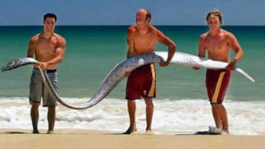 Misteri Oarfish, Ikan Purba Yang Erotis [ www.BlogApaAja.com ]