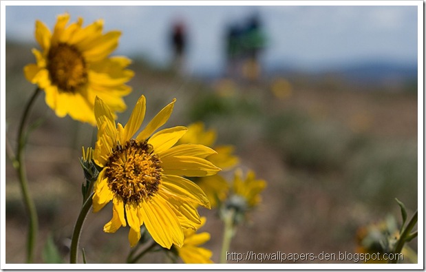 sunflowers-windows7