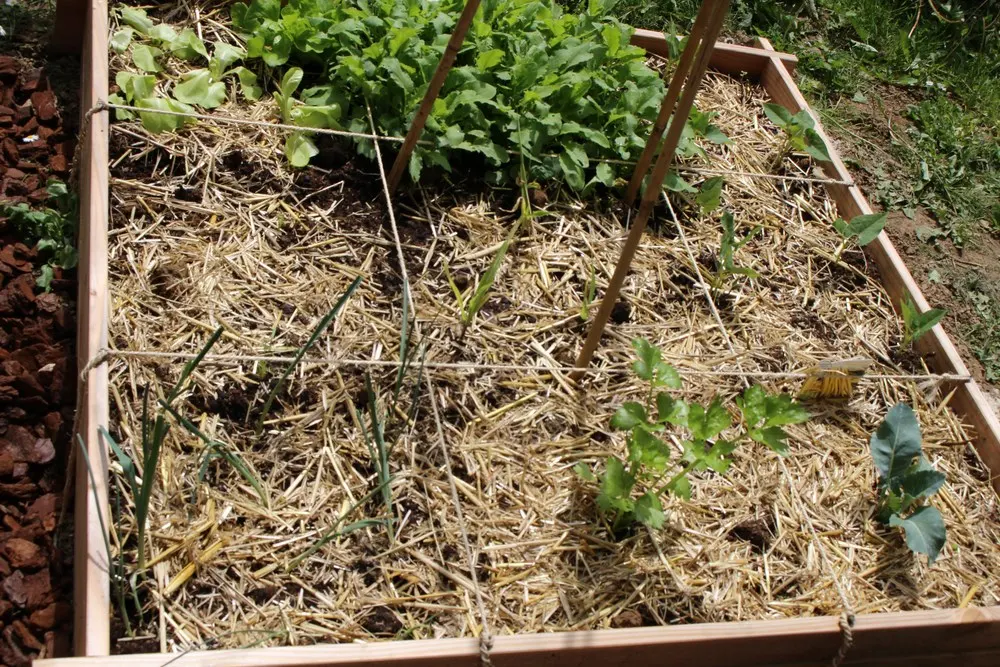 Comment planifier et cultiver un potager en carrés?