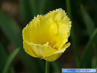 Tulipe frangée jaune