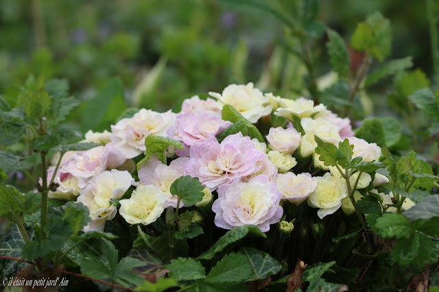 primevère double rose pink champagne