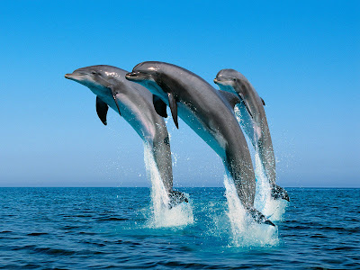 Beautiful animal wallpapers HD, desktop, latest, stylish, photography, wildlife, 2012, modern, images, pictures, wallpapers