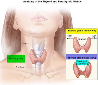 The function of the Parathyroid Gland
