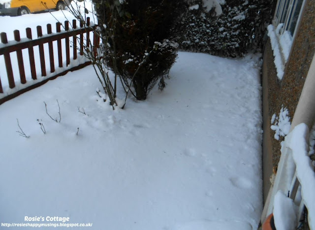 Siberian winds & snow storms, named "the beast from the east" by the media, hits the UK - view from the front door, looking to the right, our beloved roses are buried beneath a thick, heavy layer of snow. 