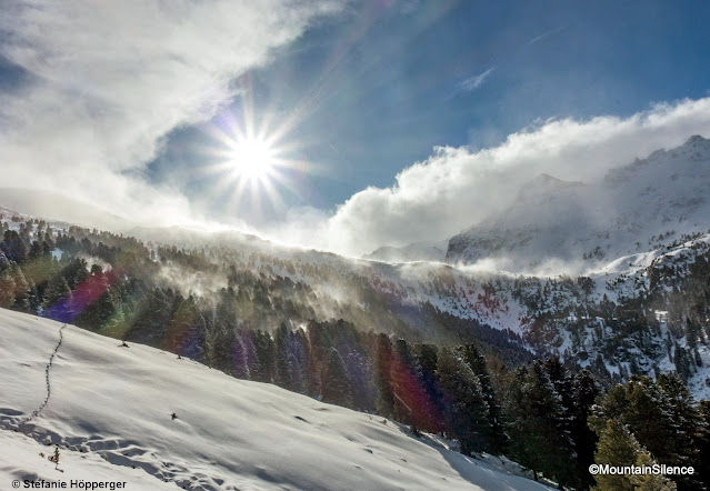 Nei passaggi tipici del föhn si sentiva il vento anche al di sotto del limite del bosco. Alpi di Tux occidentali. (Foto: 16.01.2023)