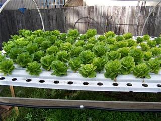 Large Scale Hydroponic Systems : Benefits Of Building An Aquaponics 