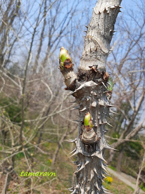 Аралия высокая / Аралия маньчжурская (Aralia elata, =Aralia mandshurica)