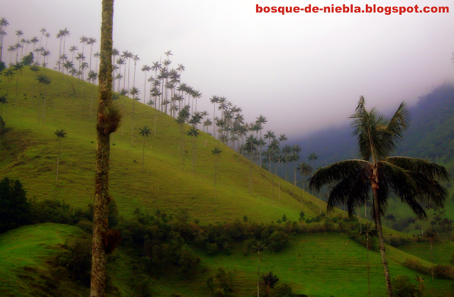 valle de cocora