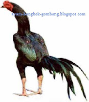 Kriteria Ayam Bangkok Ideal