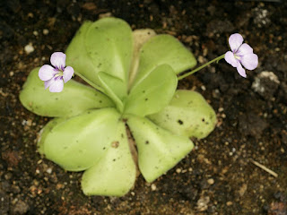 Pinguicula non identifiés - Plantes carnivores - Grassette