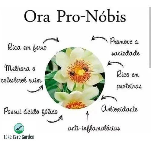 Dicas e cuidados sobre a flor Ora pro nobis