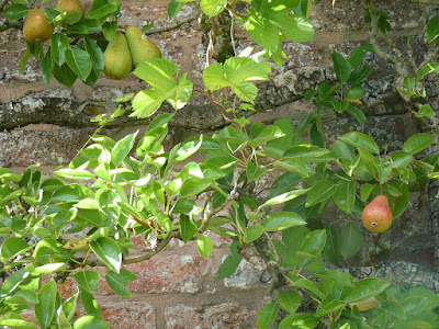 Pears and stone wall