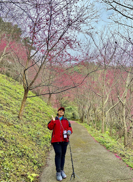 望高茶園