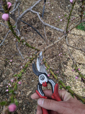 Pruning Dwarf Nectarine