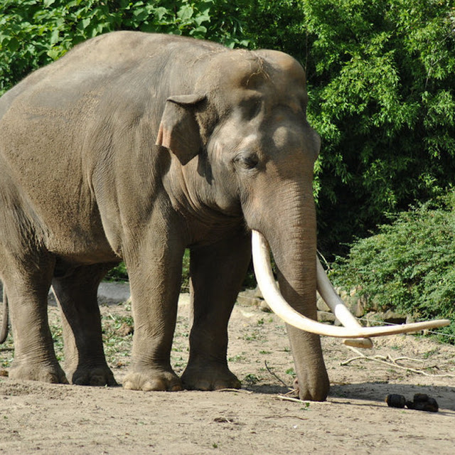  Foto  Foto  Binatang  Gambar  Gajah