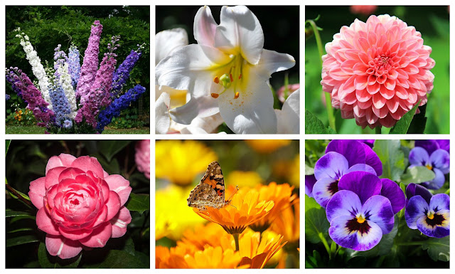 Flores Espuela de caballero, lirio, dalia, camelia, caléndula y violeta