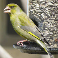 Greenfinch at bird-feeder