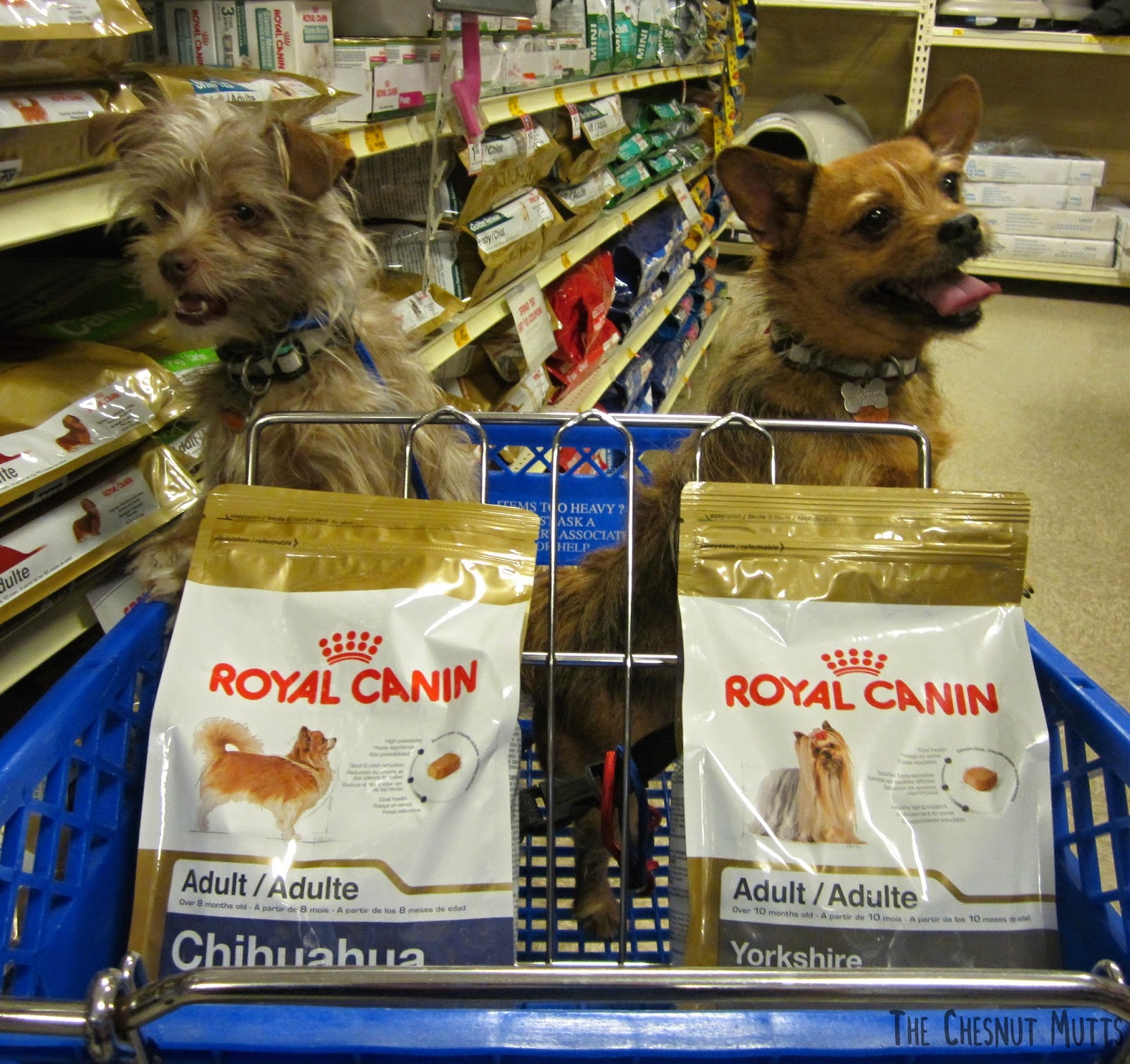 Bailey and Jada with Chihuahua and Yorkie Royal Canin Dog Food at Petsmart