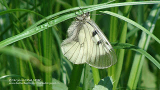 Parnassius (Driopa) mnemosyne male DSC135467