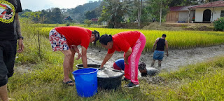 Panen Ikan Mina Padi Miliknya, Cornelis: Pola Mina Padi Tingkatkan Omset Petani Berlipat Ganda