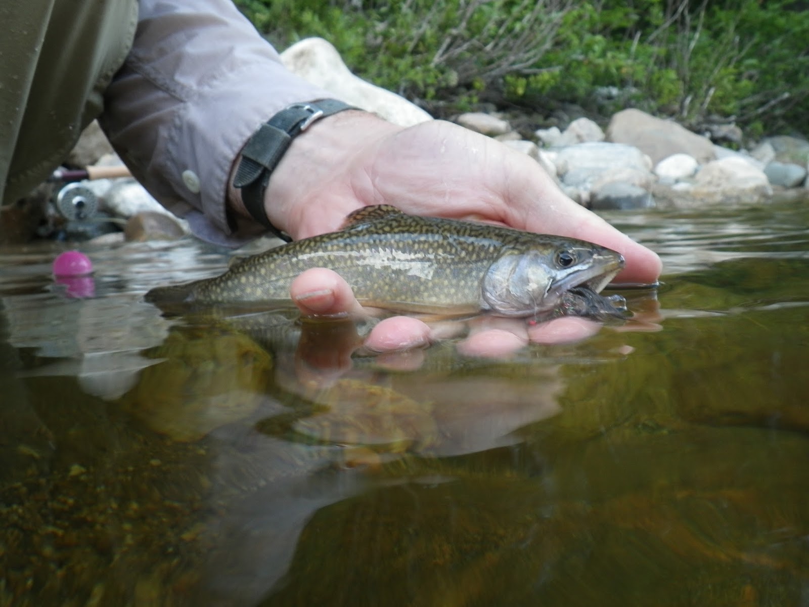 Wild Brook Trout Fishing in New Hampshire's White Mountains River Fishing