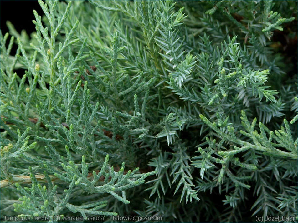 Juniperus media 'Pfitzeriana Glauca' - Jałowiec pośredni  'Pfitzeriana Glauca'  igły