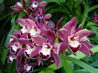 Orkid Cymbidium