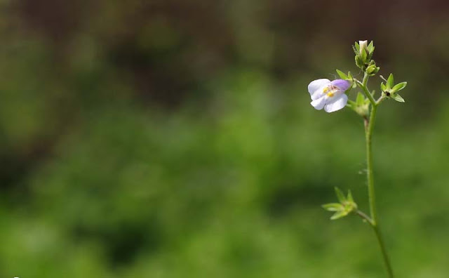 Mazus Japonicus Flowers Pictures