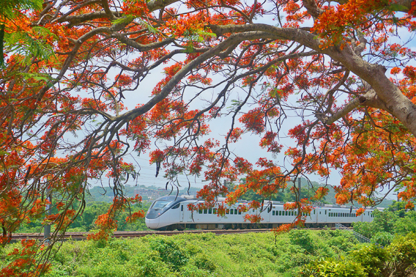 苗栗造橋綠池鳳凰花鐵道火車拍攝熱門景點，鳳凰花火車班次多