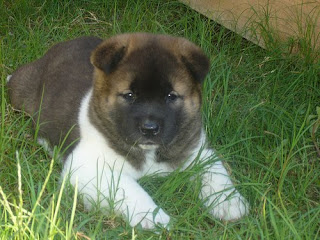 American Akita Dog Puppies