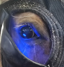 A horse wearing a mobile light mask
