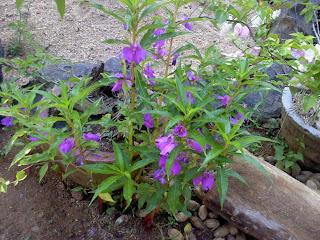 kudalu flower