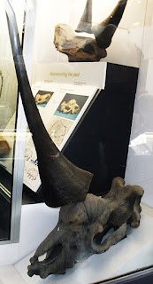 Cuerno de Elasmotherium Sibiricum, el unicornio siberiano