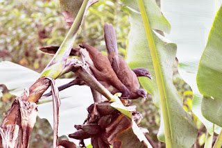 Gray-headed Chachalacas eating bananas