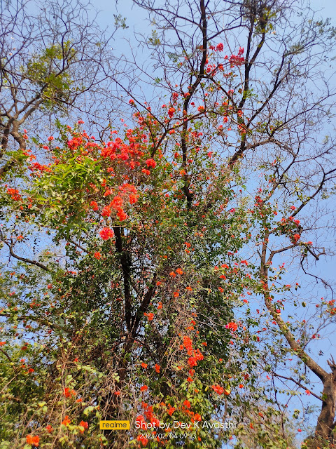 Red Flowers