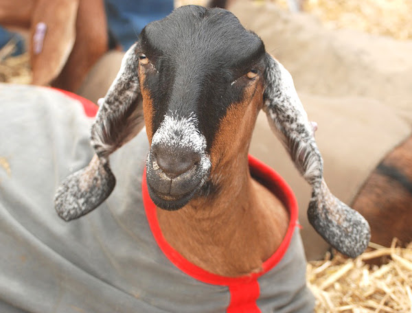 milk goat breed, meat goat breed, goat breeds, anglo nubian goat, anglo nubian goats, anglo-nubian goat