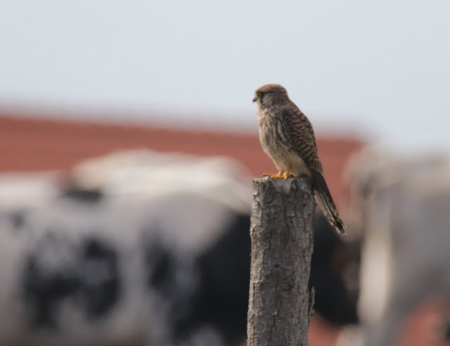 Cernícalo vulgar (Falco tinnunculus)