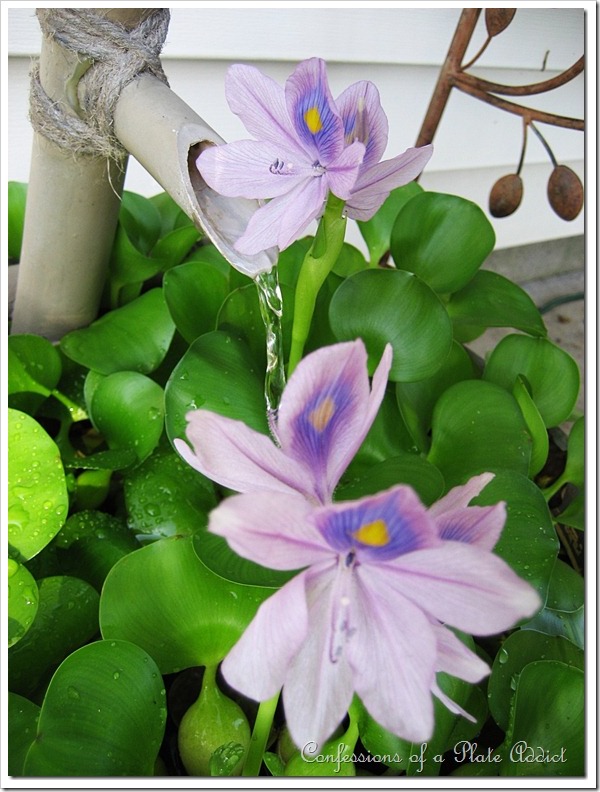 Water Hyacinths Water Hyacinths