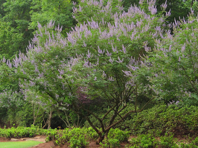 Monks Pepper Tree Desktop Background