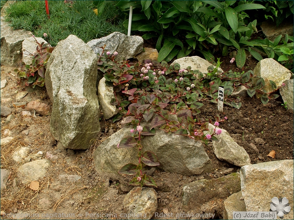 Polygonum capitatum = Persicaria capitata - Rdest główkowaty 