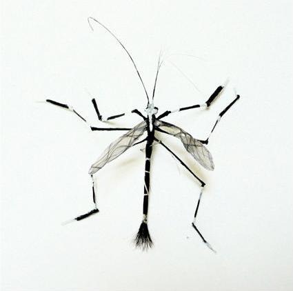 human-hair-insects2 human-hair-insects2