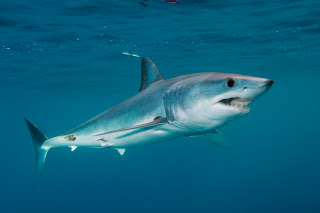 Mako Sharks Wallpaper