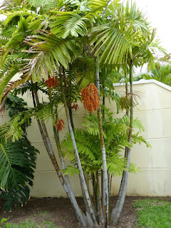 Photos de Palmiers et plantes ressemblantes de Cuba