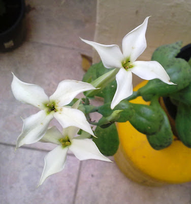 kalanchoe marmorata flowers