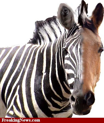 what are the differences between horses and zebras?