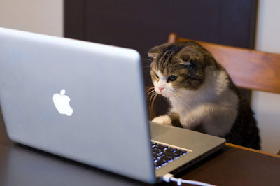 chat qui utilise un ordinateur