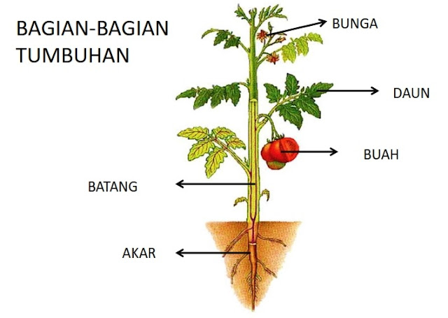 Gambar Bagian Tumbuhan dan Fungsinya